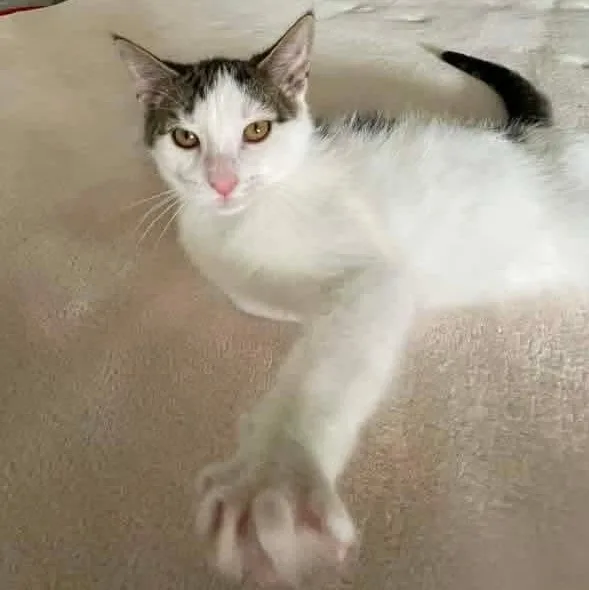 A baby medium-sized male White Domestic Short Hair cat named Dobby for adoption in Kentwood, MI