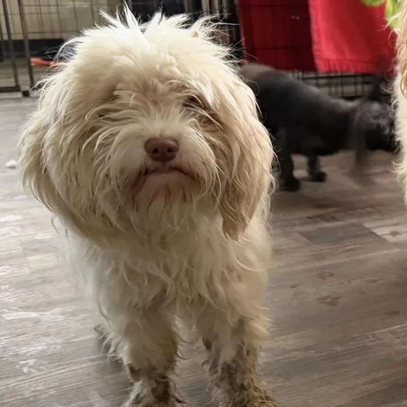 A young small-sized male White / Cream Cocker Spaniel dog named Cosmos for adoption in Sequatchie, TN