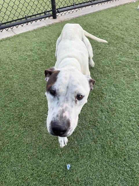 A young large-sized female Mixed Breed dog named Lavender for adoption in Dallas, TX