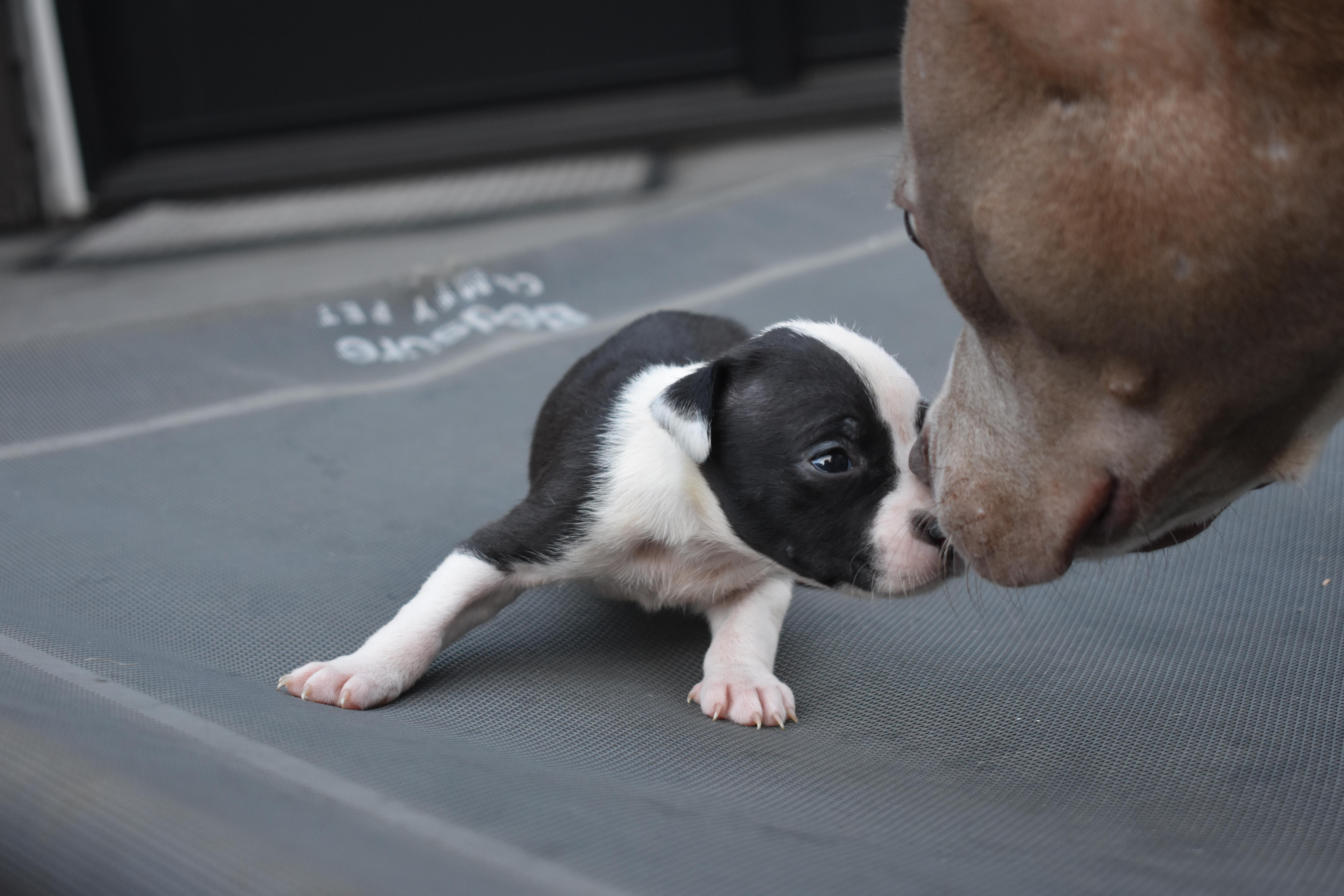 A baby medium-sized female Pit Bull Terrier dog named Posy mama petunia litter for adoption in Carmel, NY