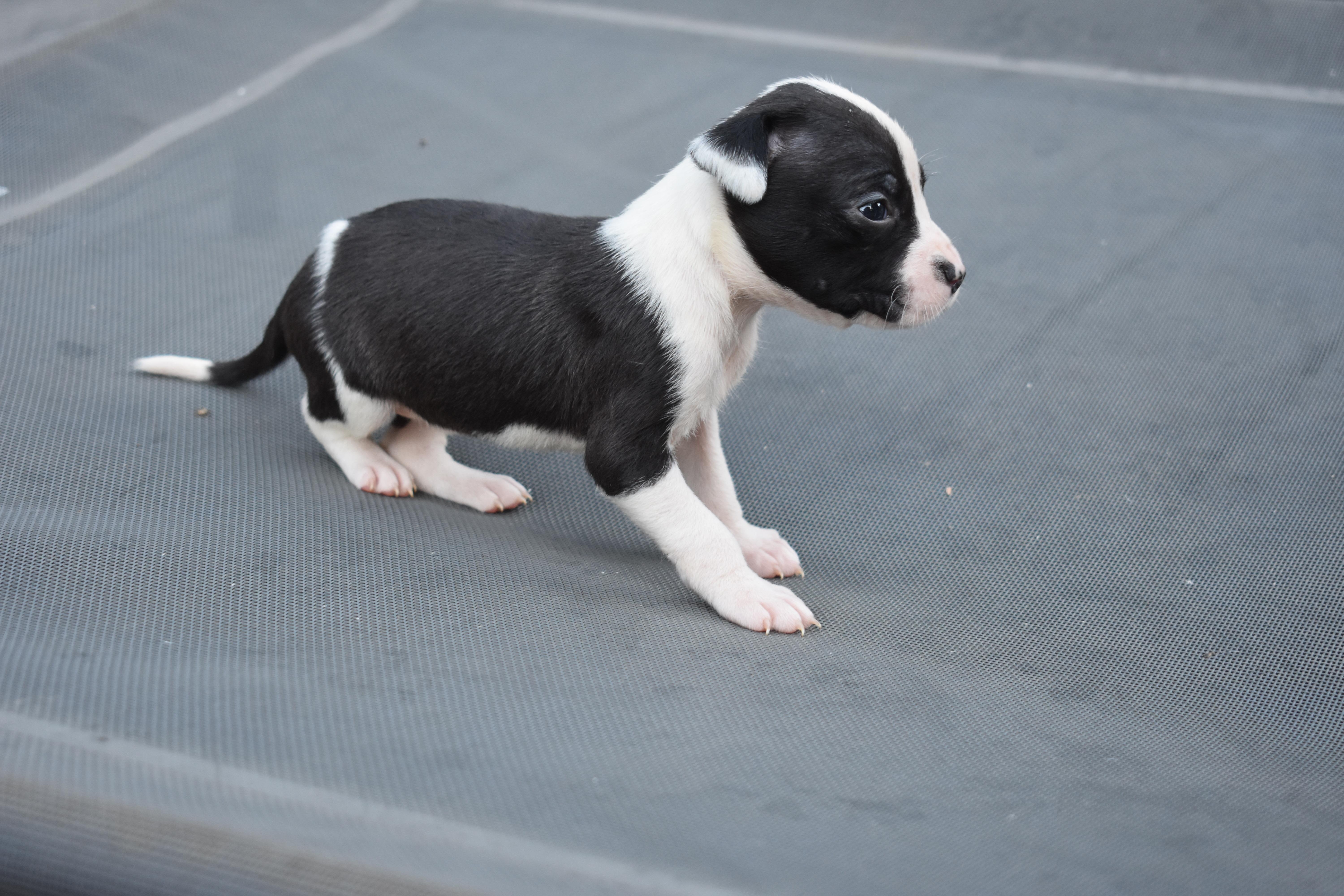 Posy mama petunia litter thumbnail 2