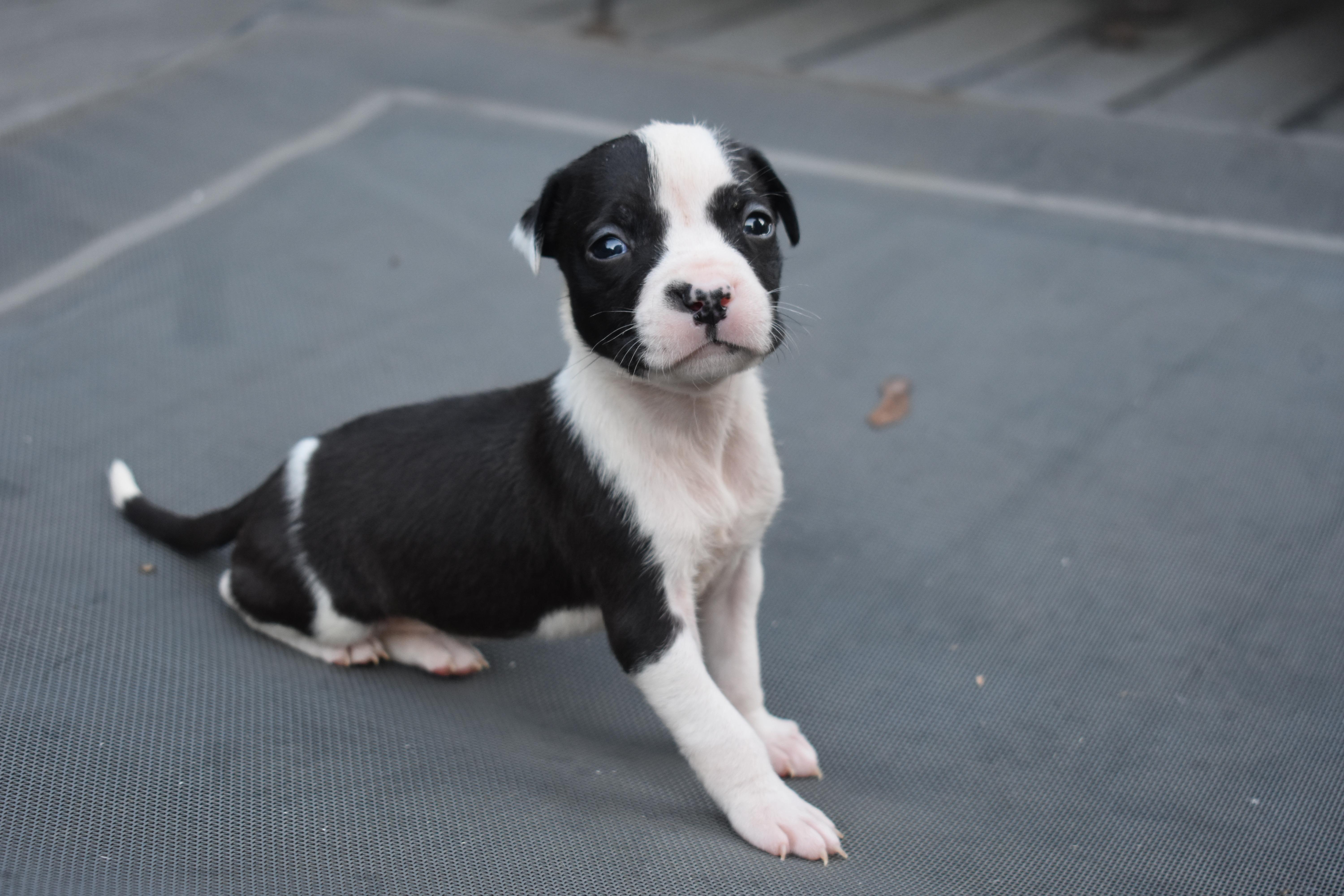 Posy mama petunia litter thumbnail 3