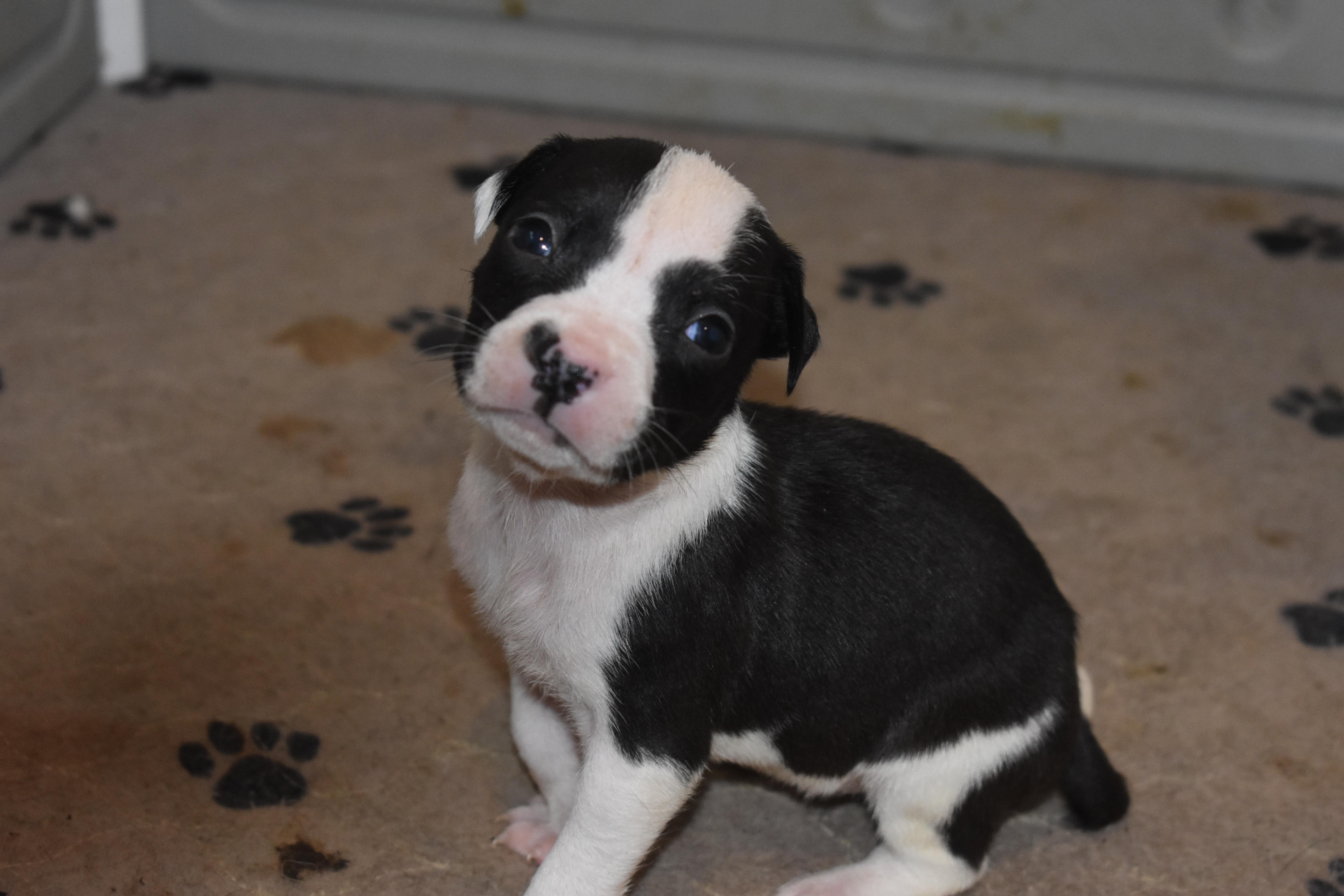 Posy mama petunia litter thumbnail 4