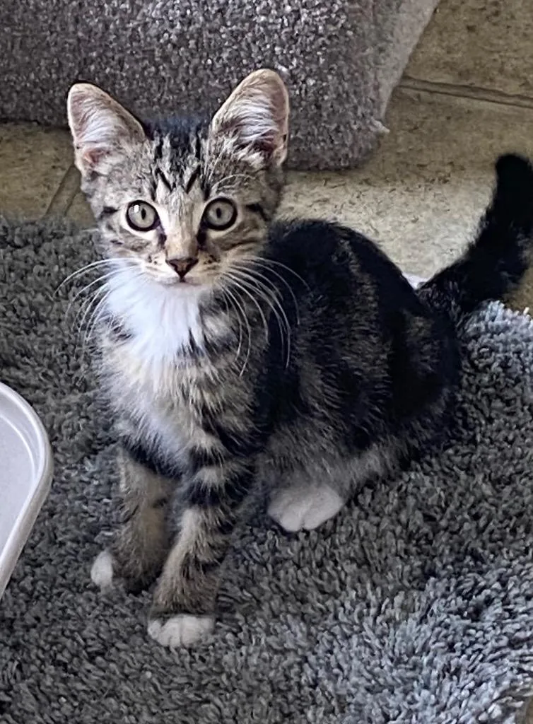 A baby medium-sized male Domestic Short Hair cat named Xander for adoption in Cumming, GA