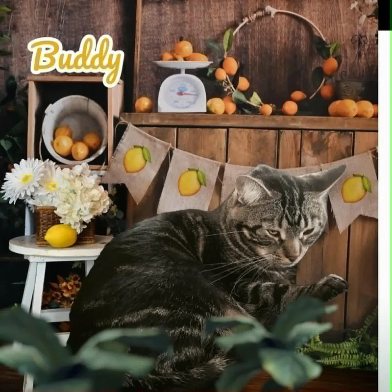 An adult large-sized male Domestic Short Hair cat named Buddy & Lucky for adoption in Lapeer, MI
