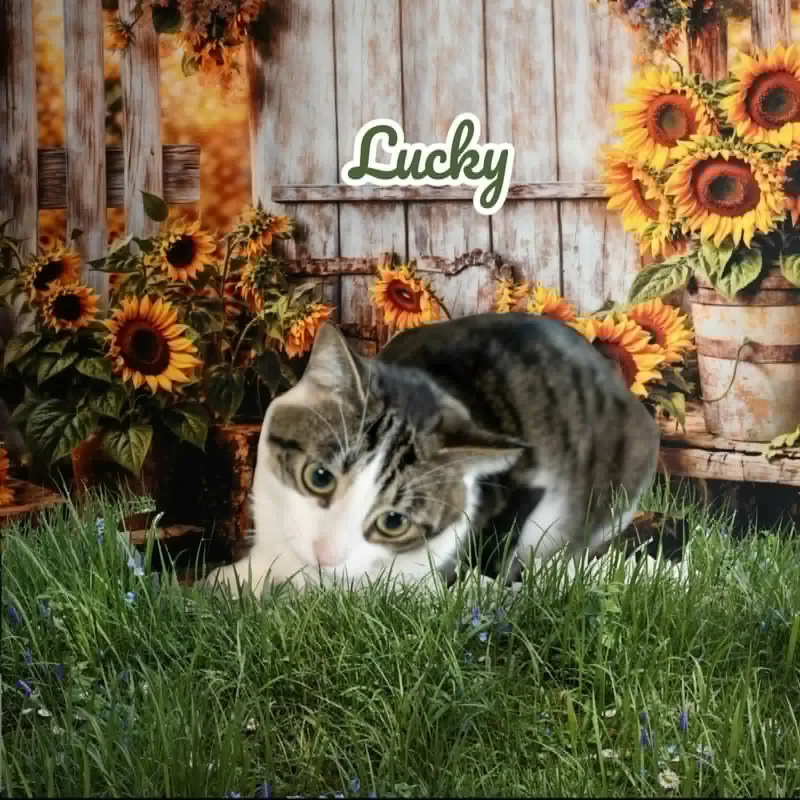 Buddy & Lucky thumbnail 2