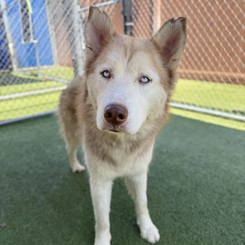 An adult large-sized female Red / Chestnut / Orange Husky dog named Fifa for adoption in Long Beach, CA