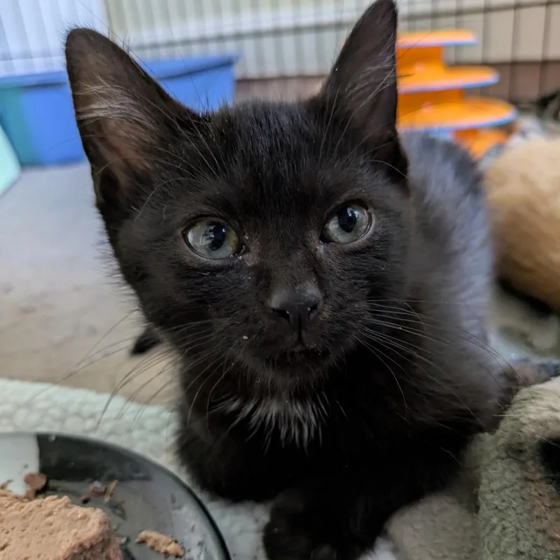 A baby small-sized female Black Domestic Short Hair cat named Curry for adoption in Baltimore, MD