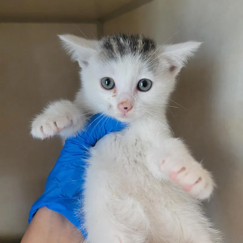 A baby small-sized male White Domestic Short Hair cat named Watchoo Talkin 'Bout Willis for adoption in Westminster, CA