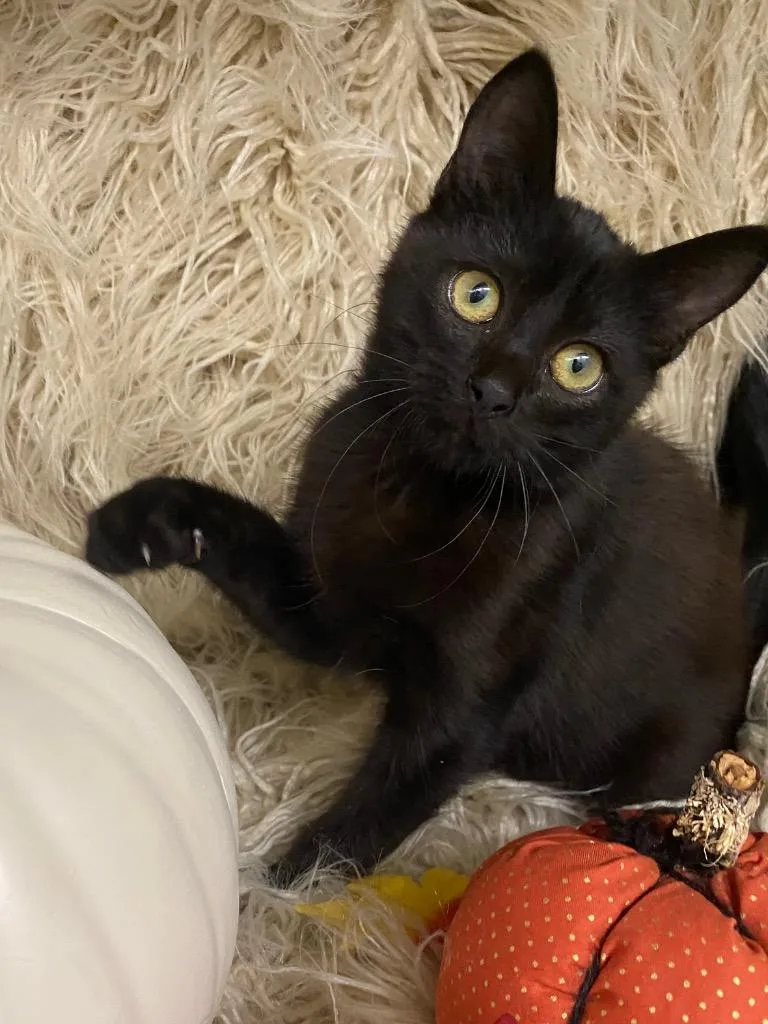 A baby small-sized male Domestic Medium Hair cat named Heath Bar for adoption in Grants Pass, OR