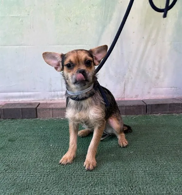 A young medium-sized female Terrier dog named Yesenia for adoption in Baldwin Park, CA