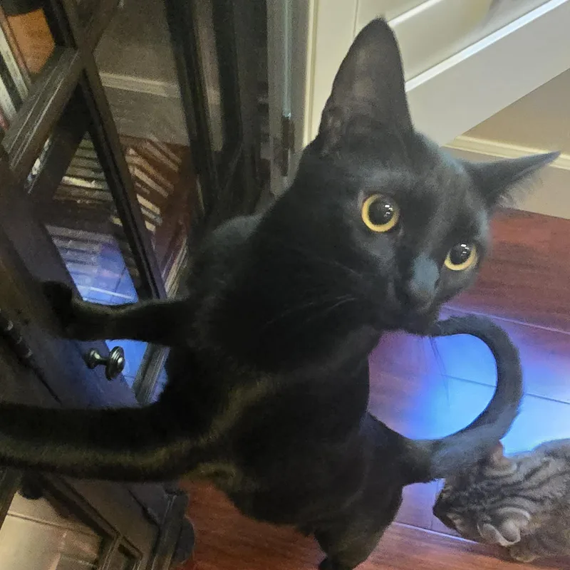 An adult medium-sized male Black Domestic Short Hair cat named Yindee for adoption in Silverton, OR