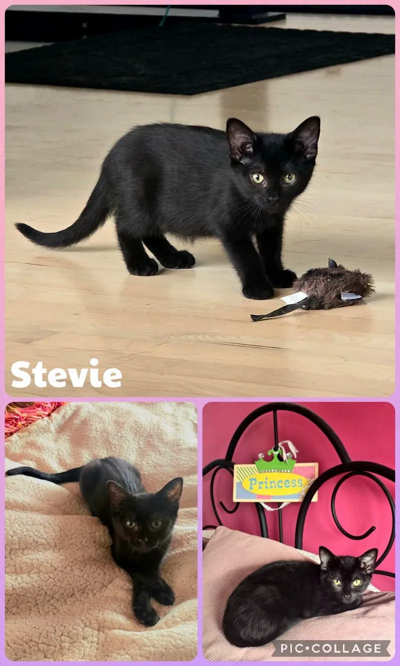 A baby small-sized female Black Domestic Short Hair cat named Stevie for adoption in Newberg, OR