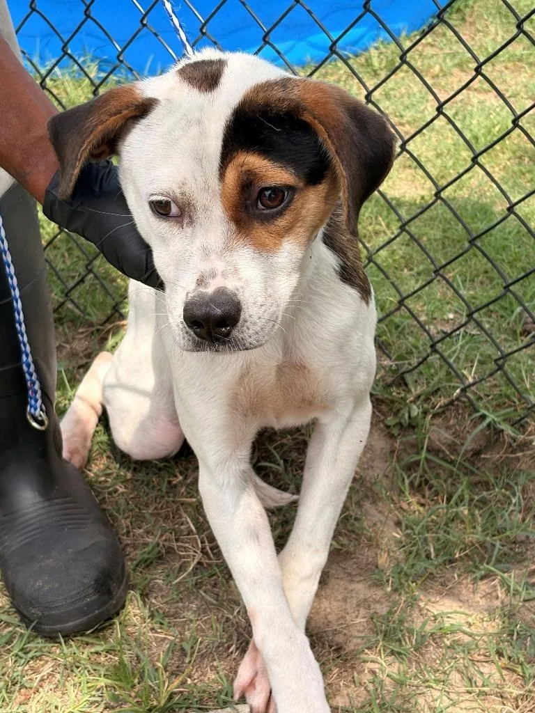A young medium-sized female Mixed Breed dog named Rose for adoption in Effingham, SC