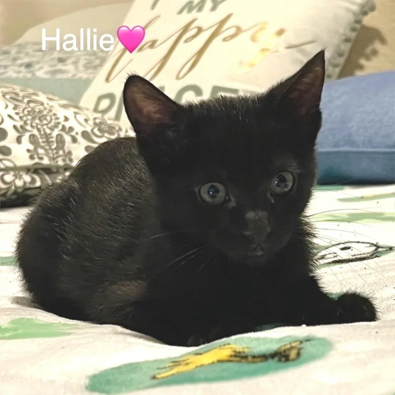 Hallie thumbnail 4