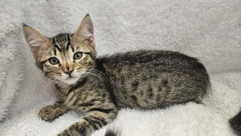 A baby medium-sized male Domestic Short Hair cat named Charles for adoption in Antioch, CA