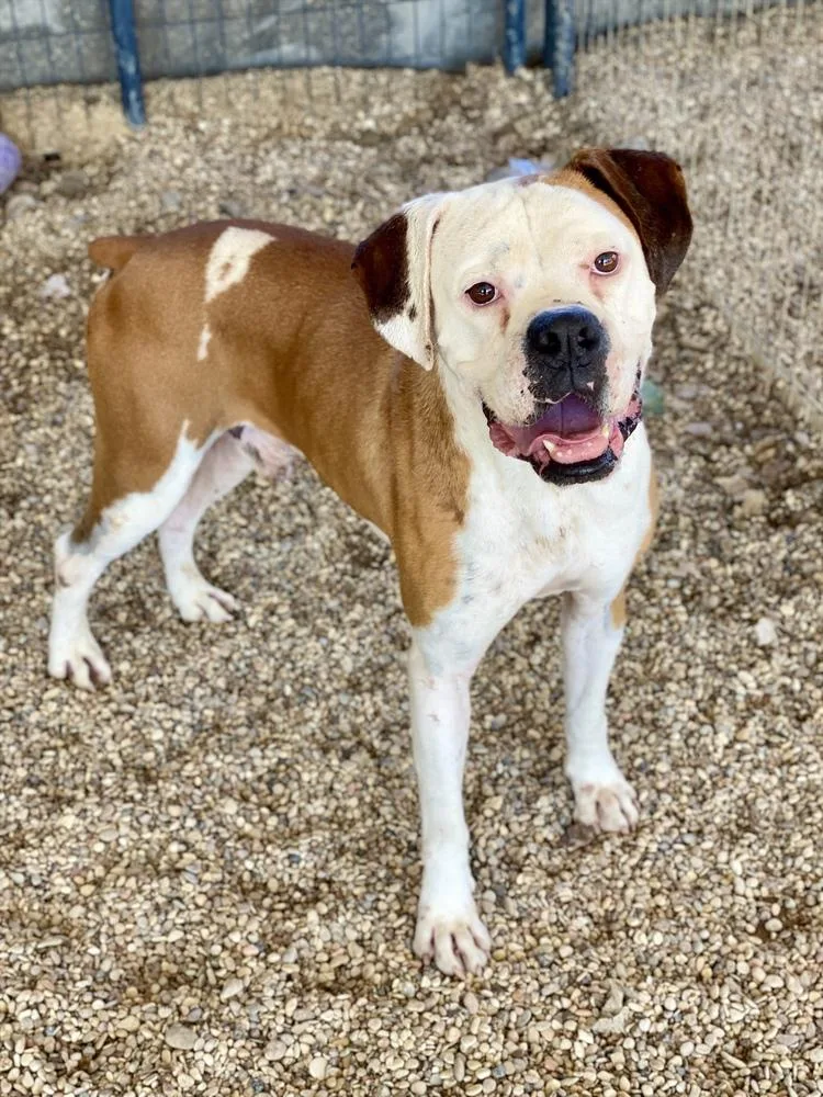 An adult medium-sized male Boxer dog named Wylie for adoption in Hewitt, TX