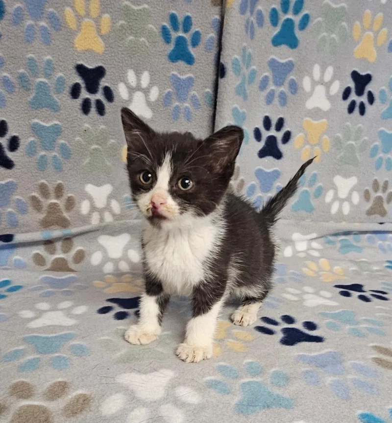 A baby small-sized female Domestic Short Hair cat named Alberta for adoption in Wabash, IN