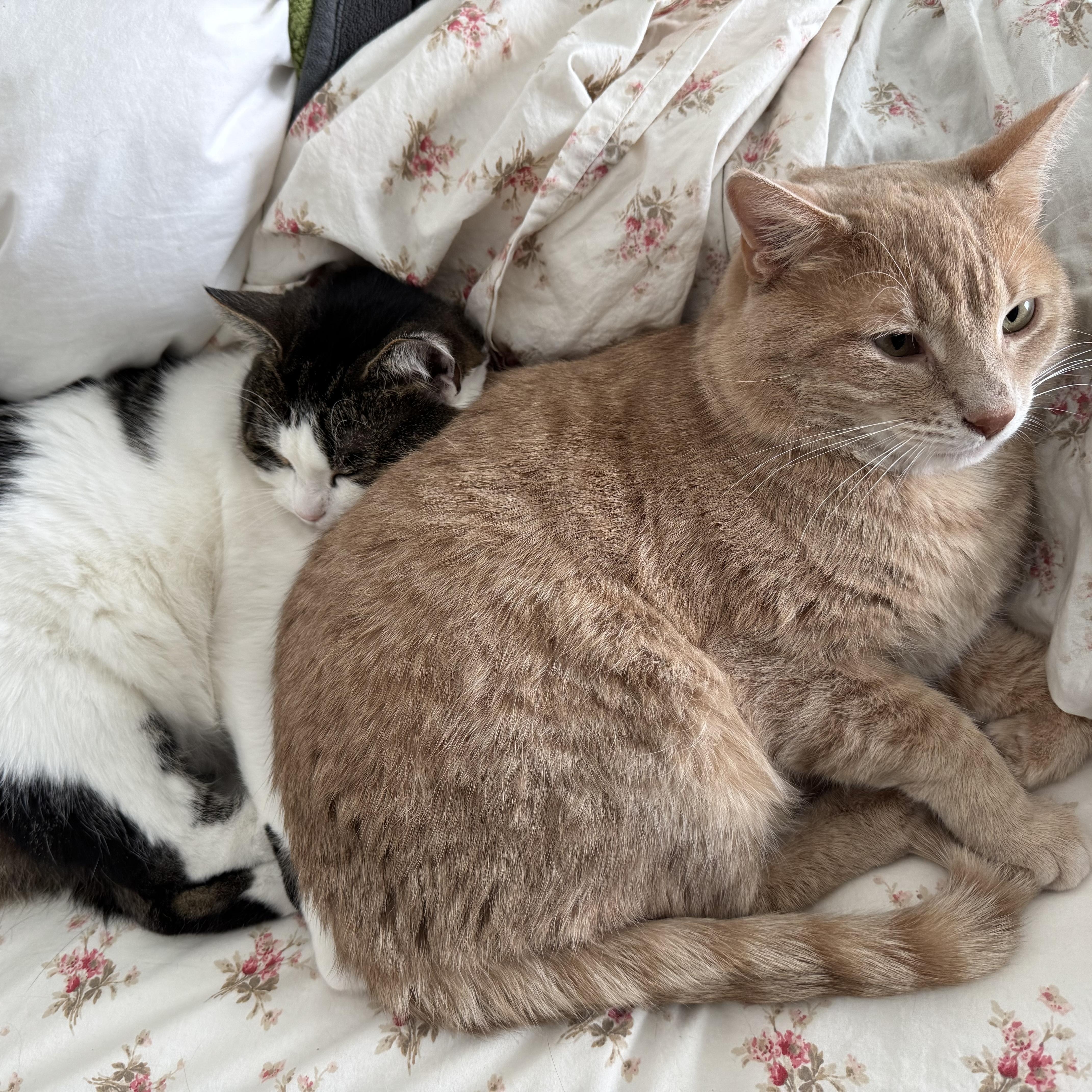 An adult medium-sized male Orange / Red Domestic Short Hair cat named Garfield for adoption in Mineral Point, WI