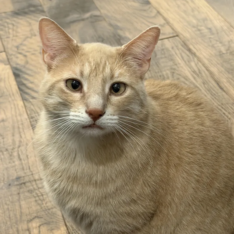 Garfield thumbnail 2