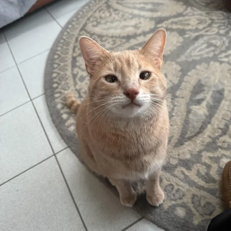 Garfield thumbnail 3