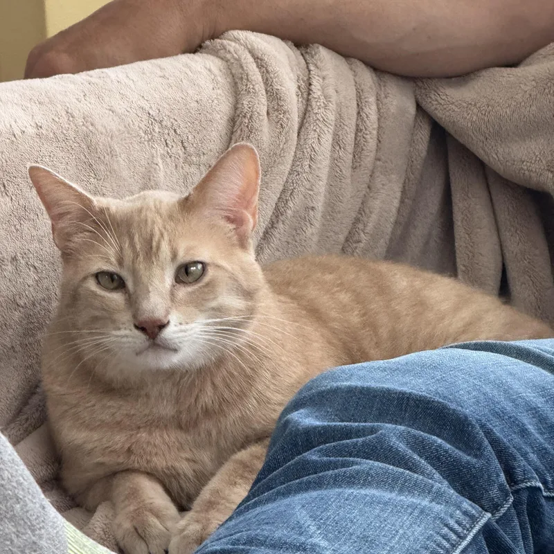 Garfield thumbnail 4