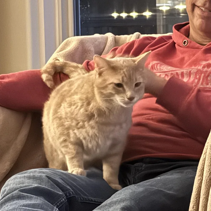 Garfield thumbnail 6