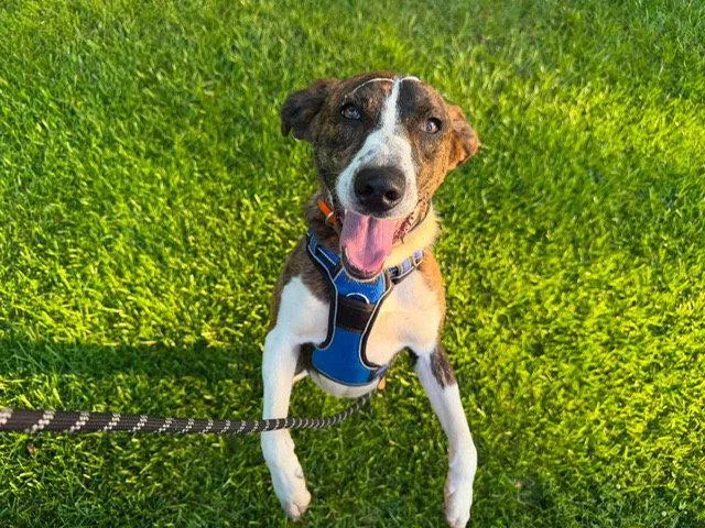 An adult medium-sized male Mountain Cur dog named Joker for adoption in St. Louis, MO