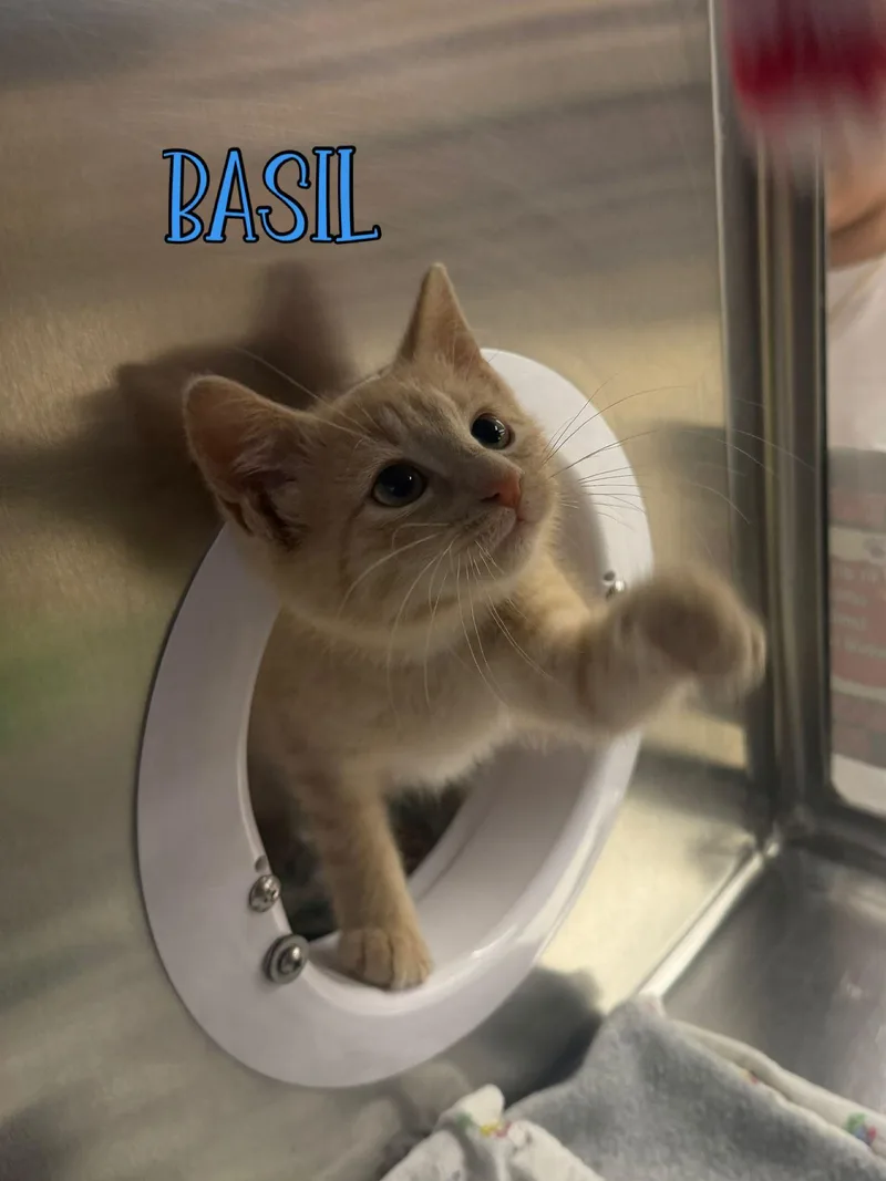 A baby medium-sized male Orange / Red Domestic Short Hair cat named Basil for adoption in Spring Lake, NJ