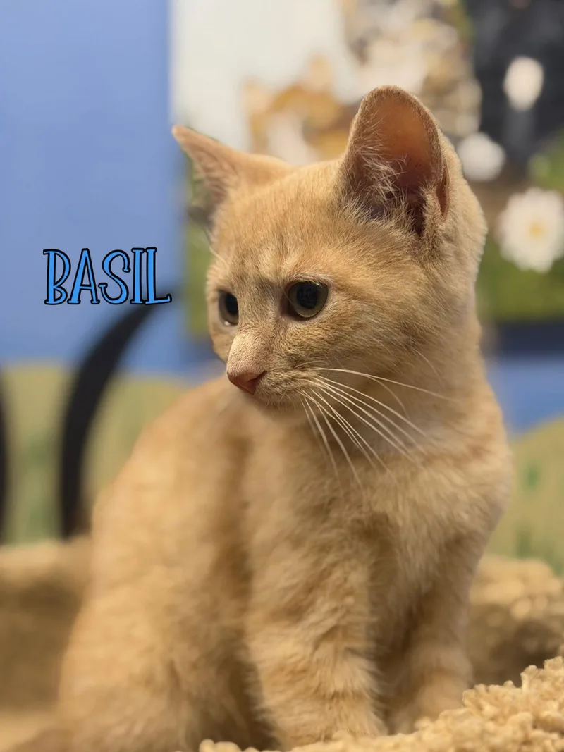 Basil thumbnail 3