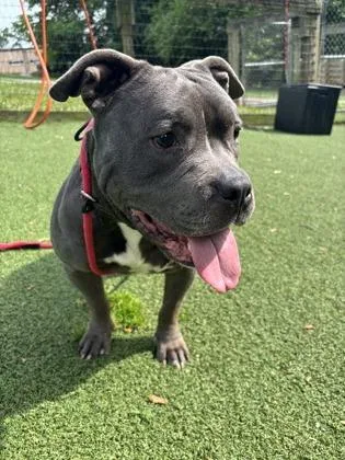 An adult medium-sized male Mixed Breed dog named Smog for adoption in West Chester, PA