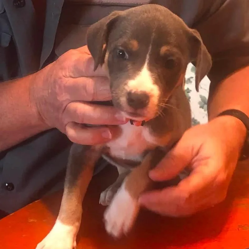 A baby small-sized female Gray / Blue / Silver Mixed Breed dog named Emmy Lou aka Sadie for adoption in Duncan, OK