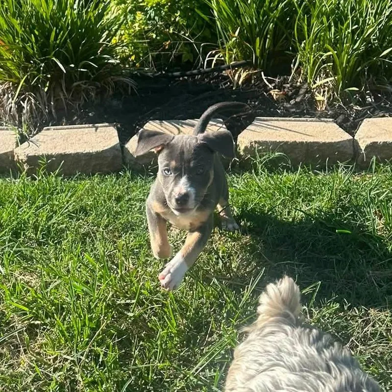 Emmy Lou aka Sadie thumbnail 2