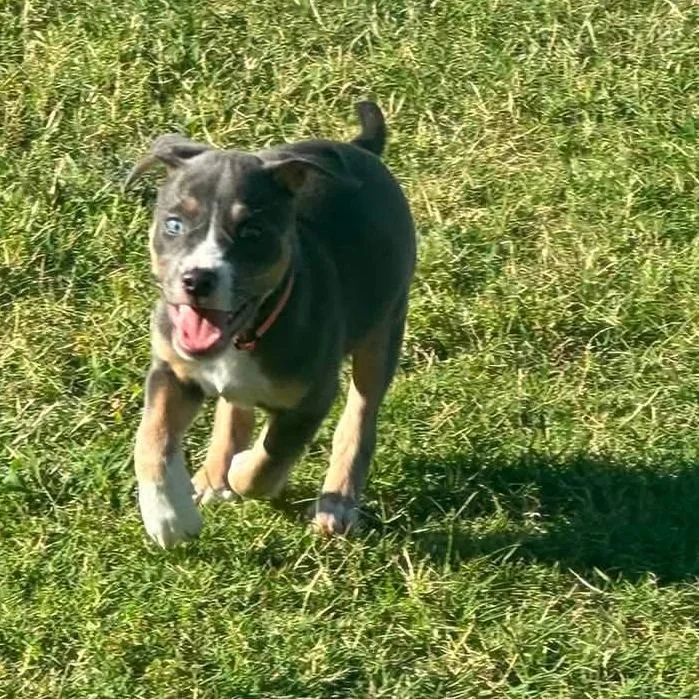 Emmy Lou aka Sadie thumbnail 3