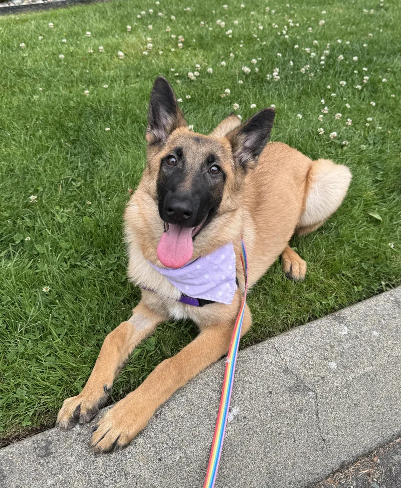 Maya