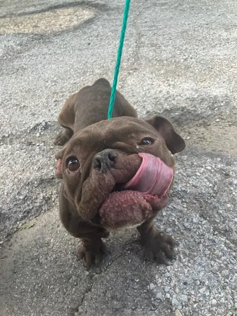 A young small-sized female Mixed Breed dog named Marly for adoption in Dallas, TX