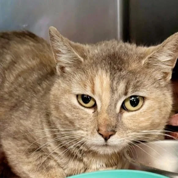 A young small-sized female Tortoiseshell Domestic Short Hair cat named Bunny for adoption in Pocono Summit, PA