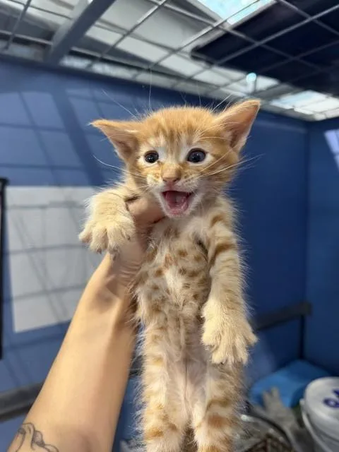A baby small-sized male Domestic Short Hair cat named Potter for adoption in San Bernardino, CA