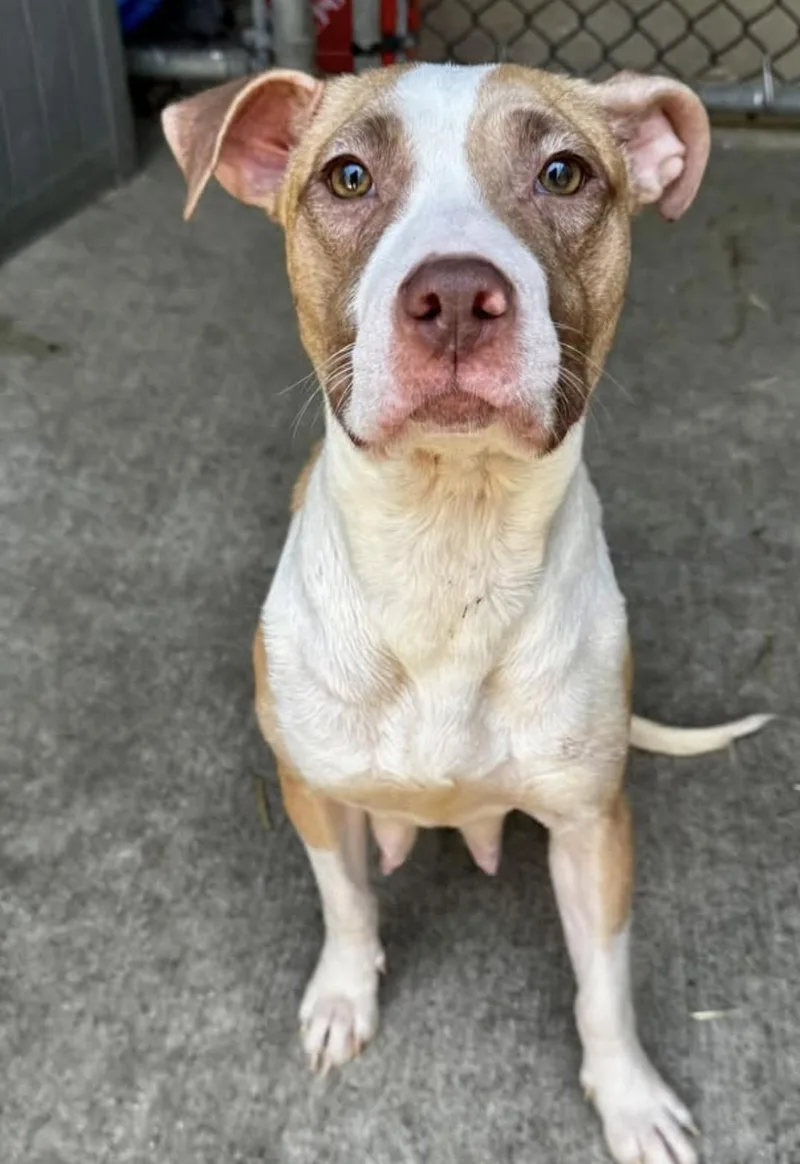 An adult medium-sized female White / Cream Pit Bull Terrier dog named Drea for adoption in Chicago, IL