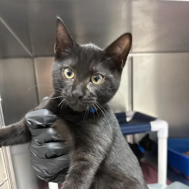 A baby small-sized male Domestic Short Hair cat named Kuro for adoption in Lakeland, FL