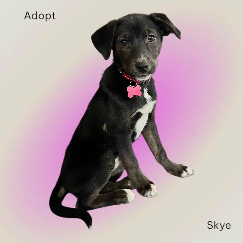 Skye
