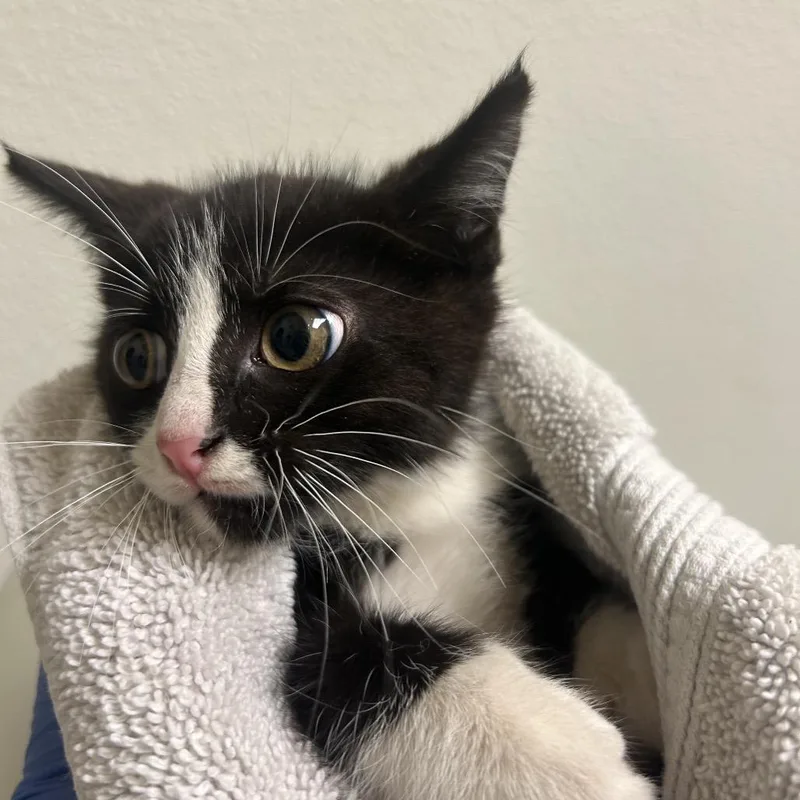 A baby small-sized male Black Domestic Short Hair cat named Dean for adoption in Charlottesville, VA