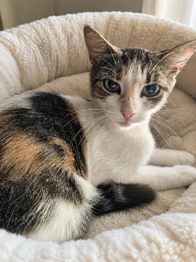 An adult medium-sized female Domestic Short Hair cat named Charmaine for adoption in Oviedo, FL