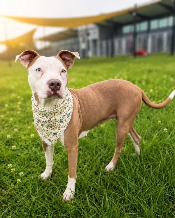 An adult medium-sized female Pit Bull Terrier dog named Zucchini for adoption in Lafayette, LA