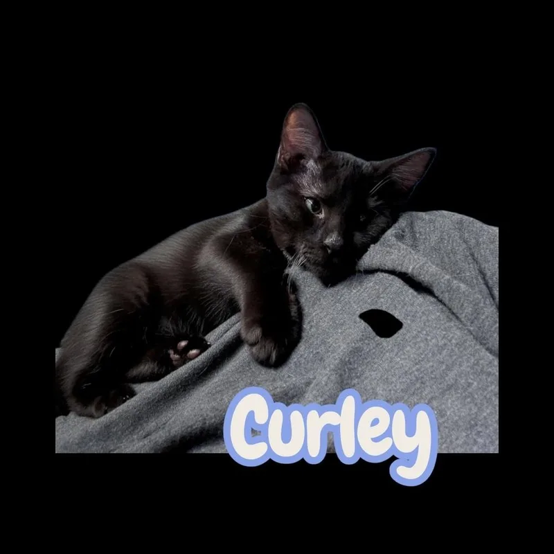 Curley thumbnail 2