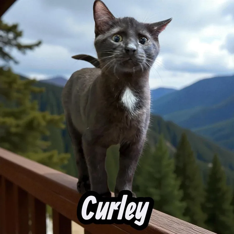 Curley thumbnail 3