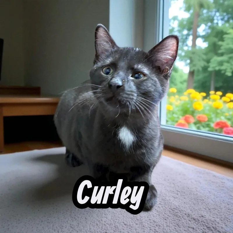 Curley thumbnail 4