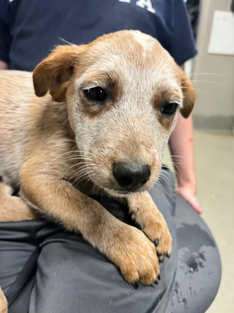 A baby medium-sized female Australian Cattle Dog / Blue Heeler dog named Ariel for adoption in Hopkinsville, KY
