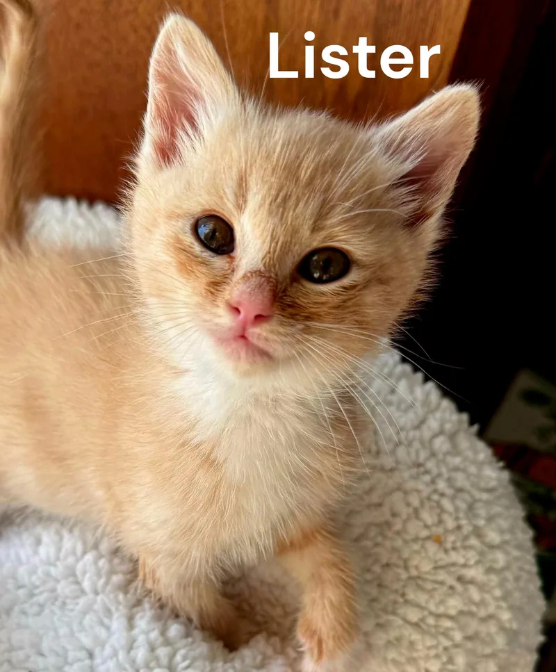 A baby medium-sized male Tabby cat named Lister for adoption in Weems, VA