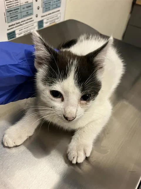 A baby small-sized male Domestic Short Hair cat named Murphy for adoption in Long Beach, CA